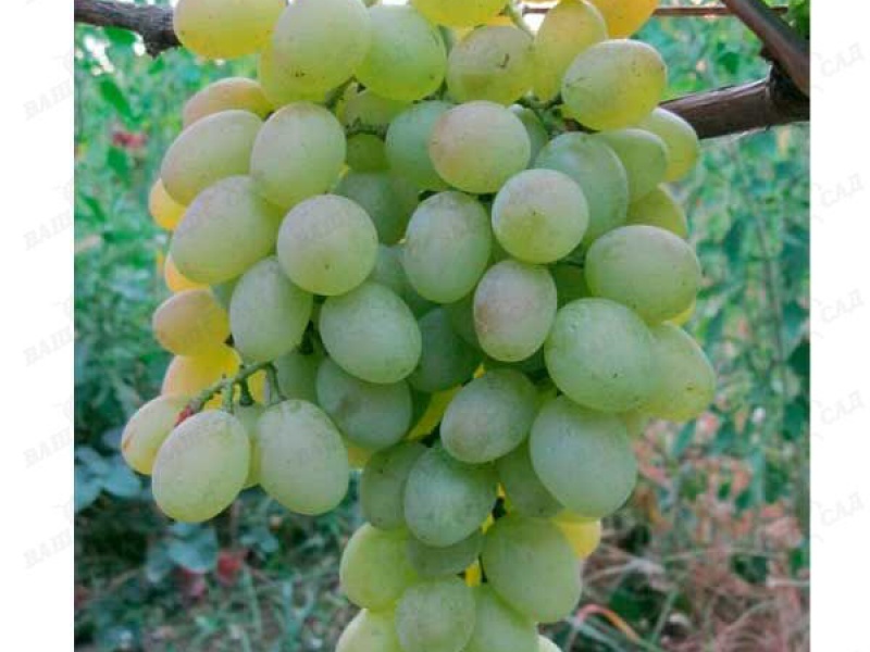 Виноград Юбилей Платова