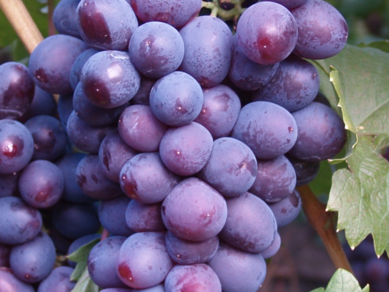 Виноград Арамис