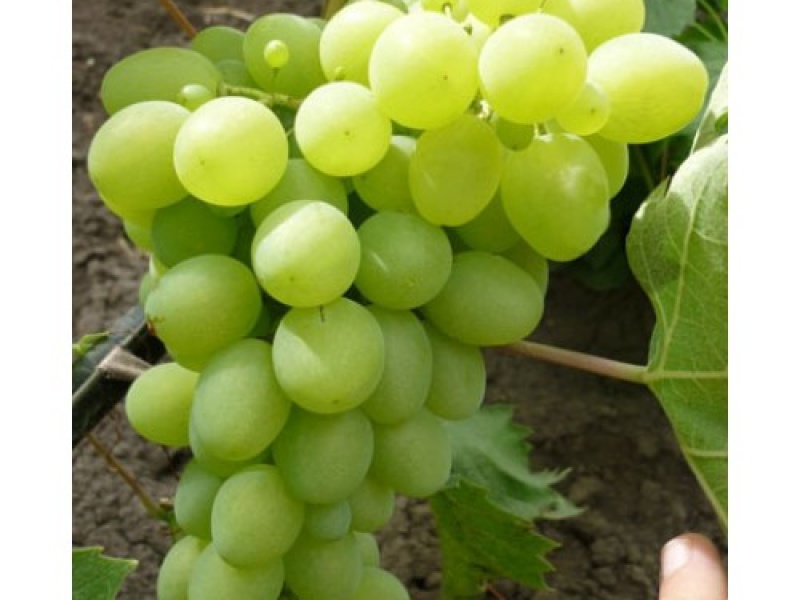 Виноград Билли