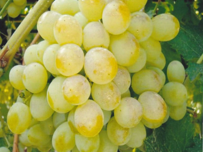 Виноград Восторг