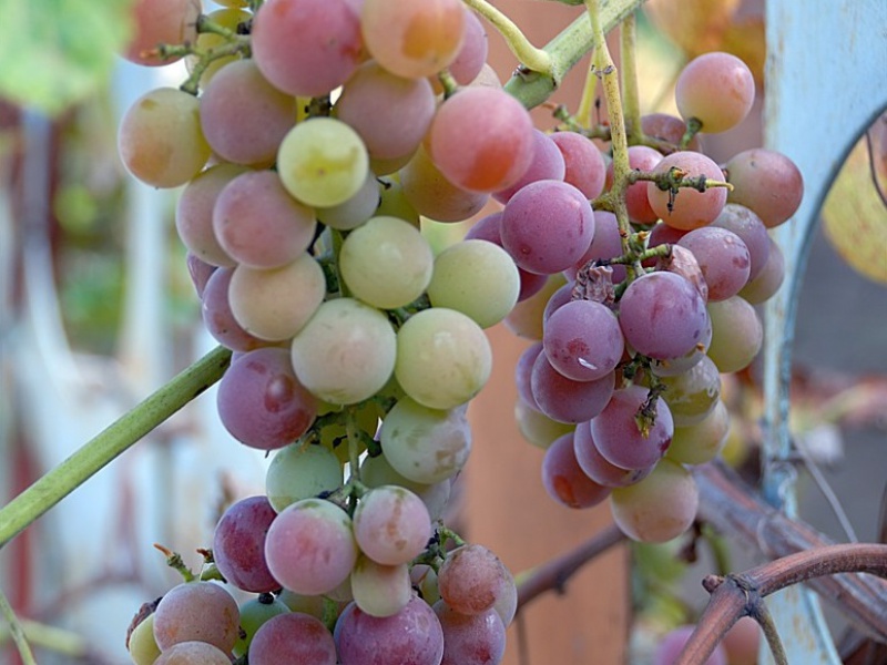 Виноград Лидия