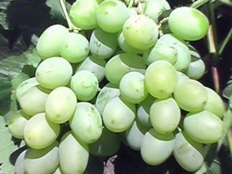 Виноград Подарок Запорожью