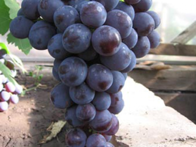 Виноград Рошфор