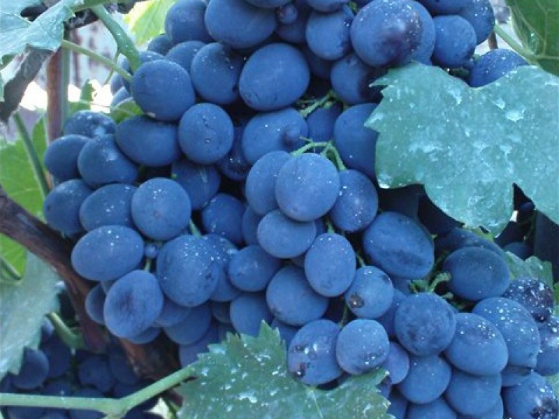 Виноград Сфинкс