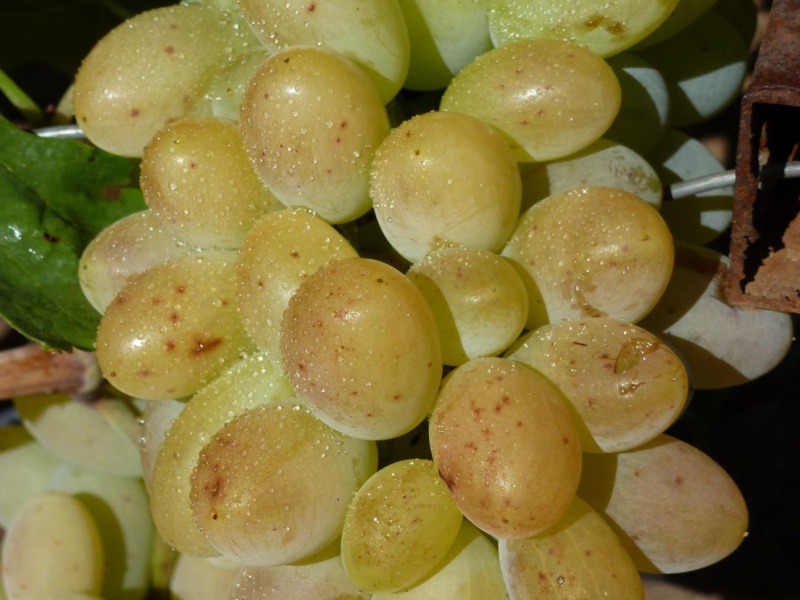 Виноград Реджина