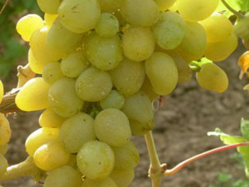 Виноград Первозванный