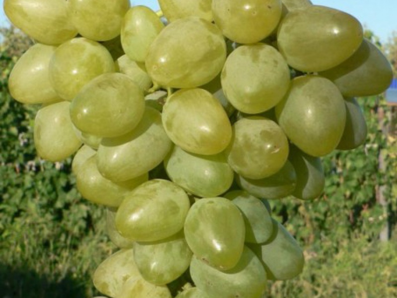 Виноград Монарх
