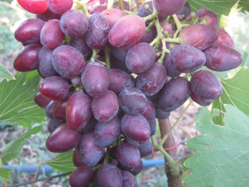 Виноград Кармен