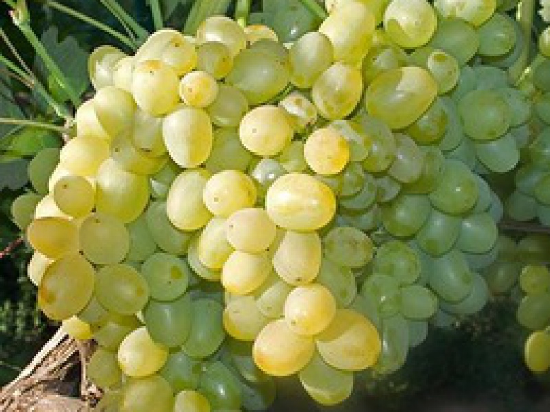 Виноград Супер Экстра