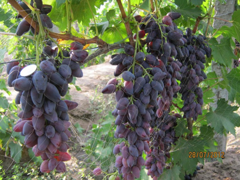 Виноград Кармен