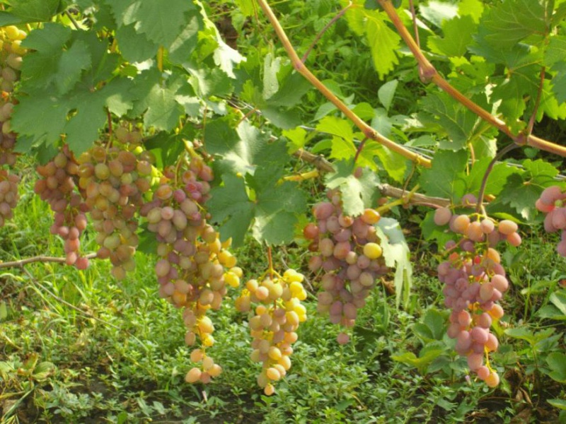 Виноград Юбилей Херсонского дачника