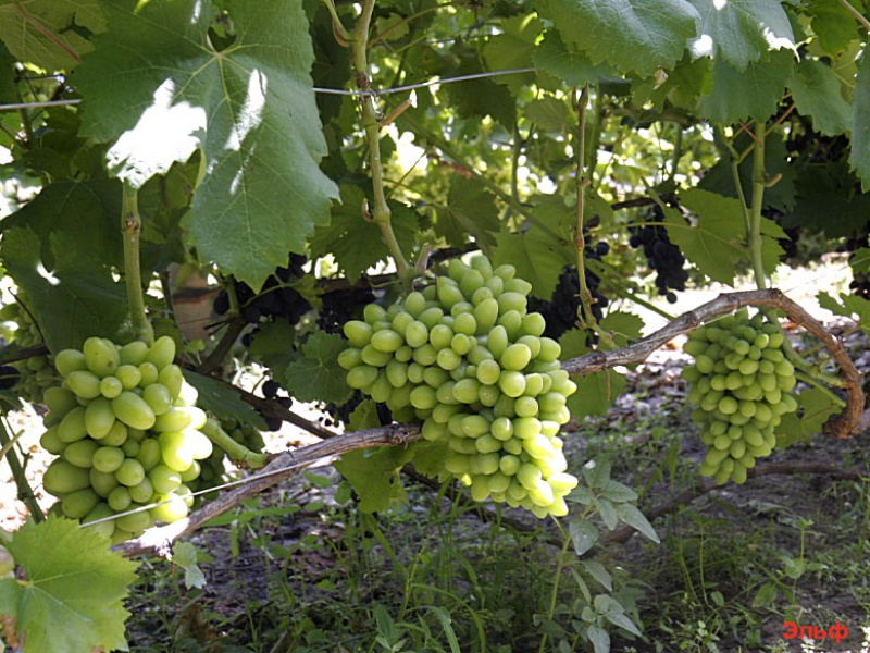 Виноград Эльф