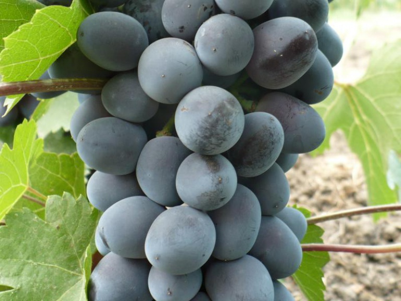 Виноград Чарли