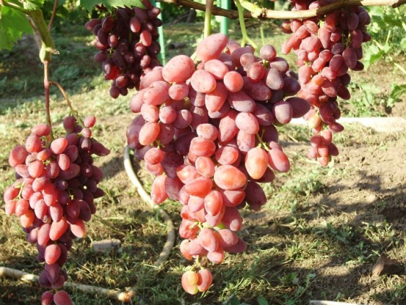 Виноград Аметист