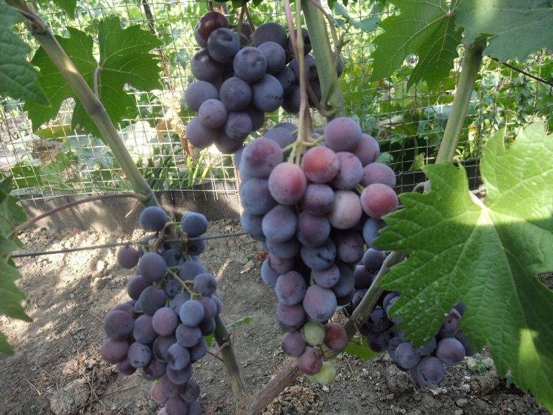 Виноград Фараон