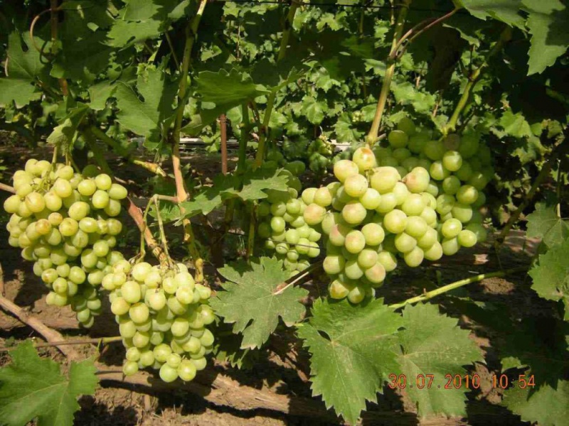 Виноград Богатяновский