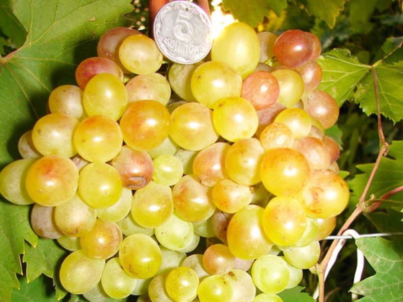 Виноград Кишмиш АЗОС розовый