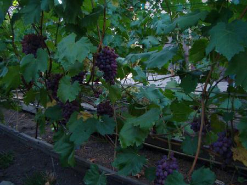 Виноград Кишмиш Аксайский