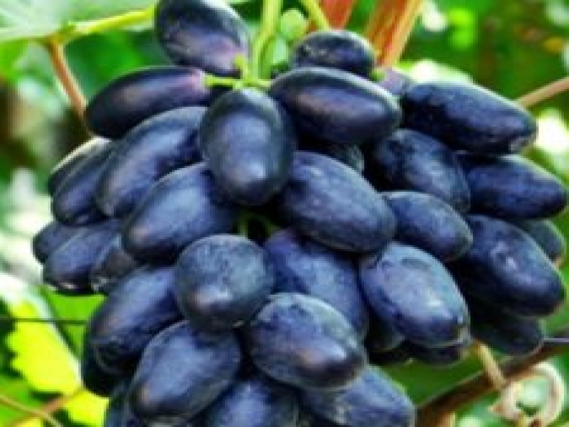 Виноград Велика