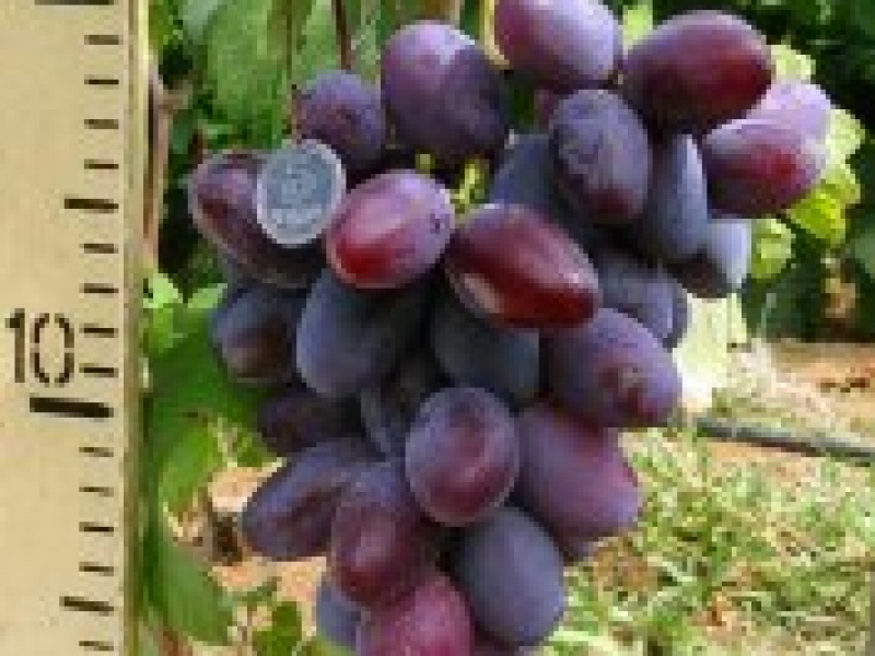 Виноград Атаман