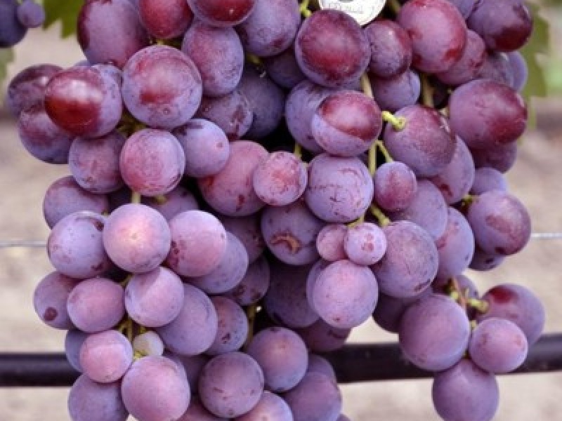 Виноград Заря Несветая