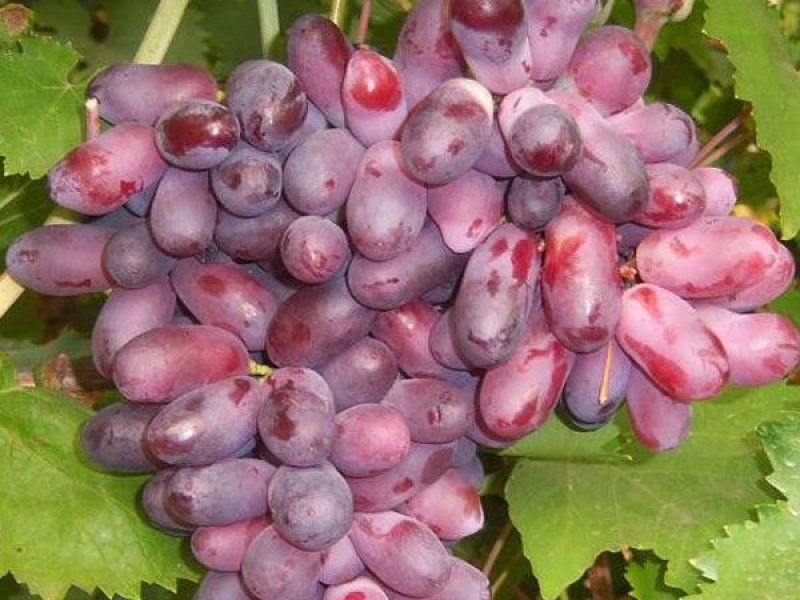 Виноград Изюминка