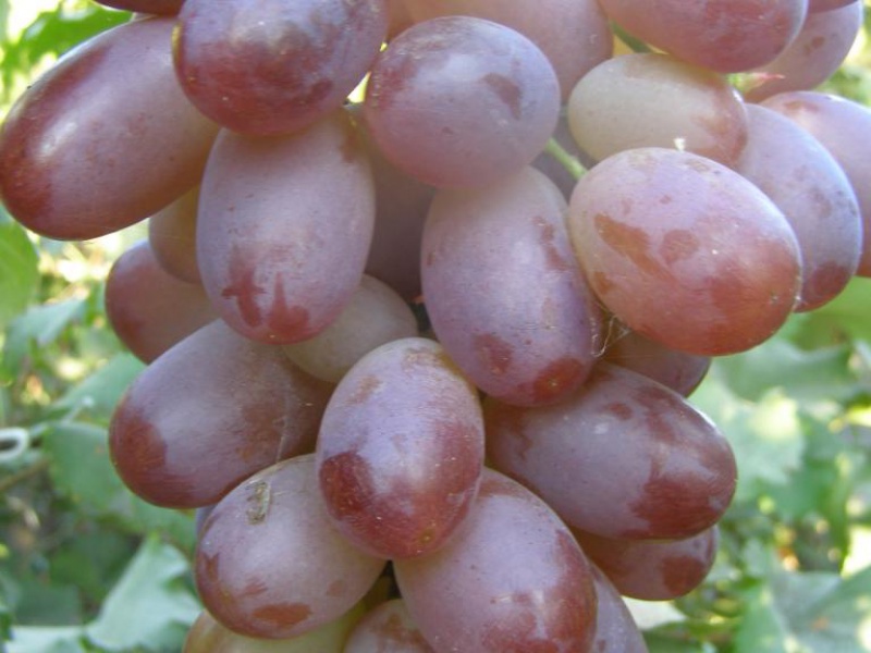 Виноград Модерн