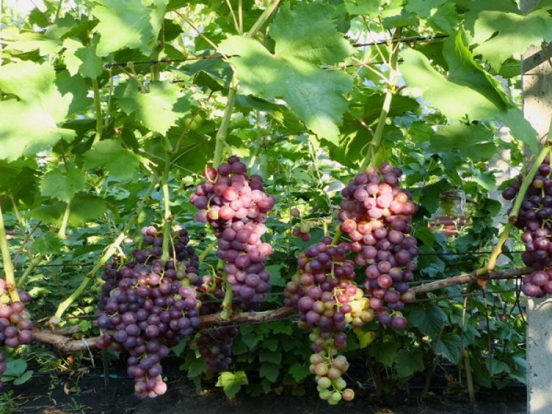 Виноград Кишмиш Красное пламя