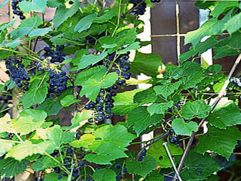 Виноград лисий