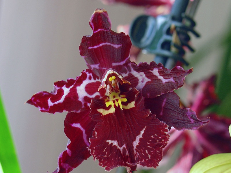 Вайлстекеара