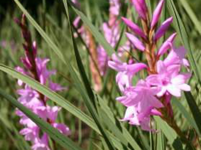 Утсония ирисолистная