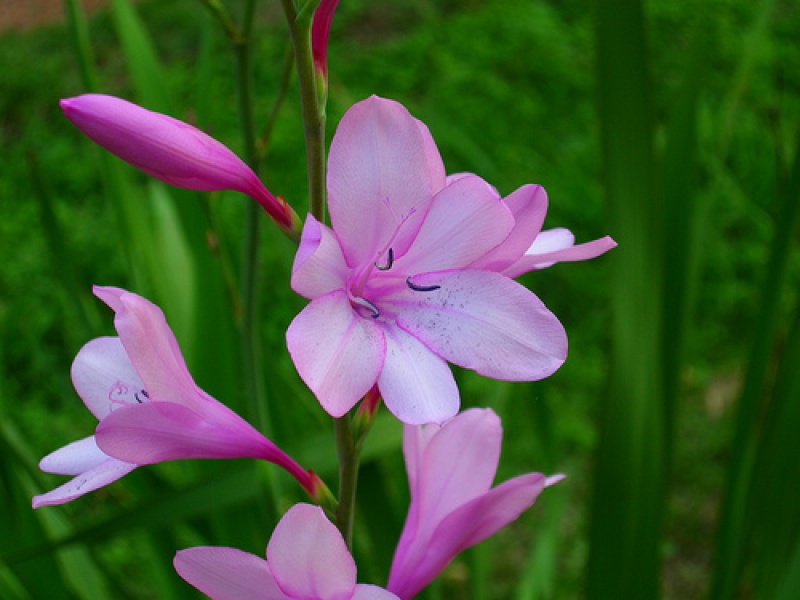 Утсония пирамидальная