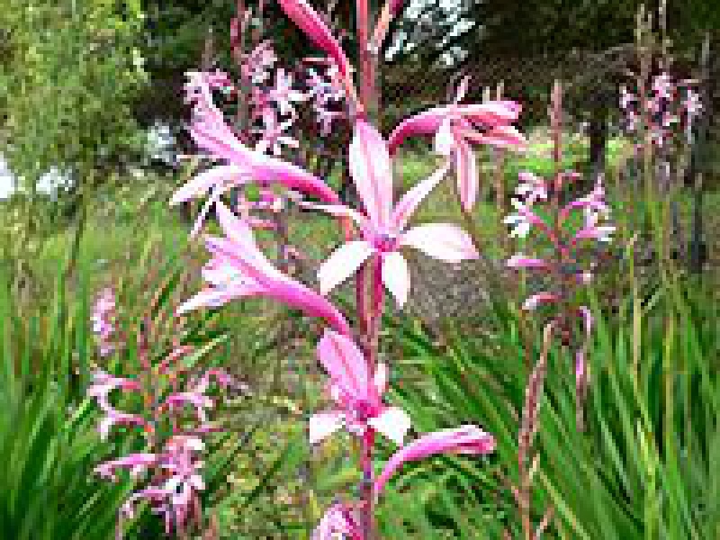 Утсония видная