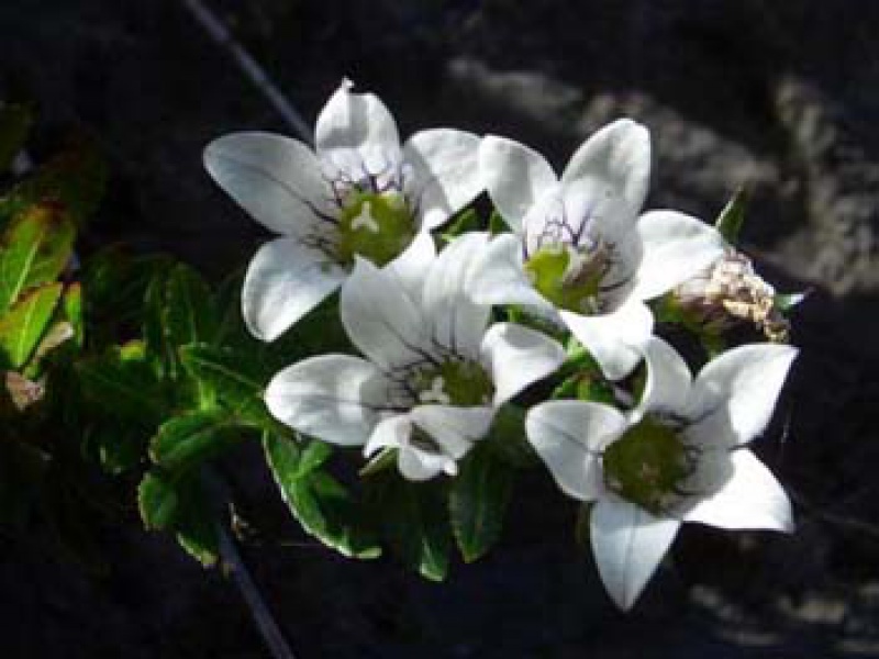 Валенбергия