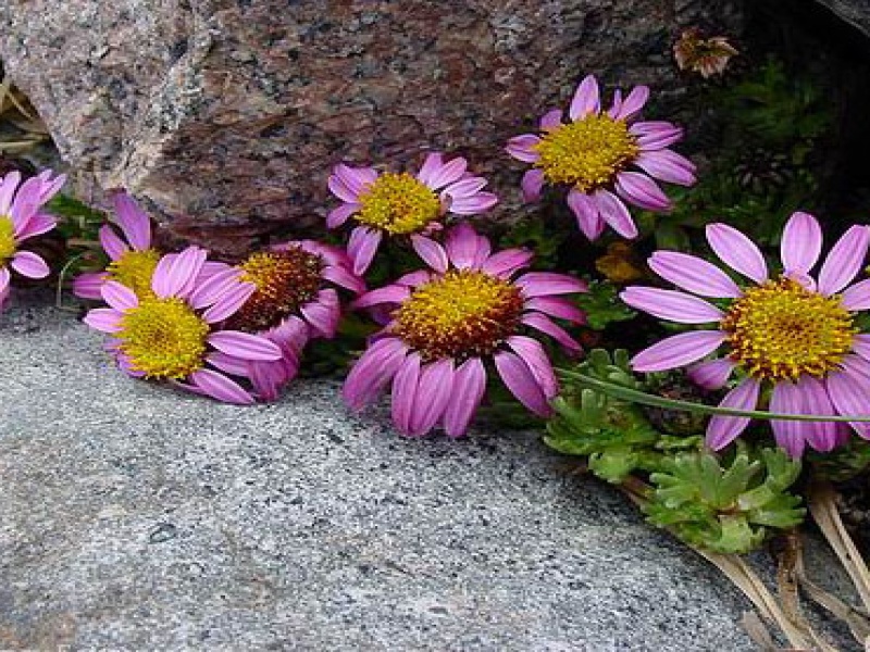 Вальдгеймия