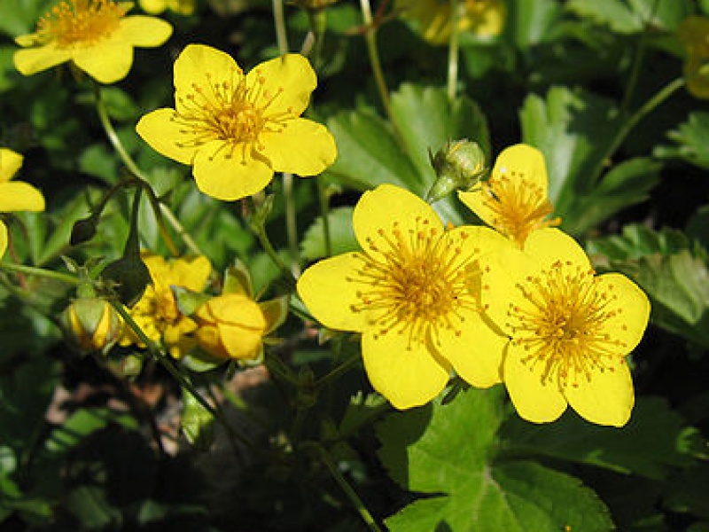 Вальдштейния