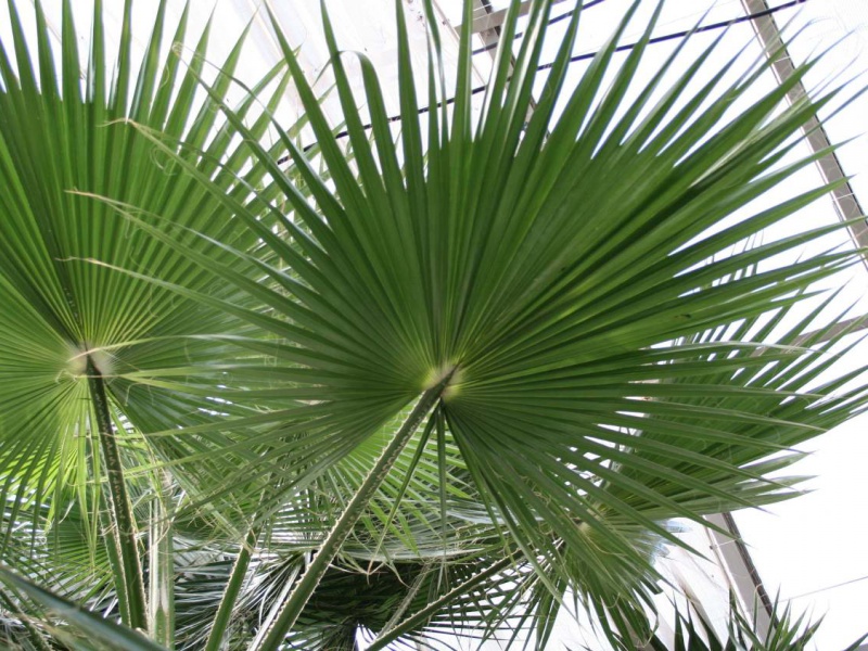 Вашингтония