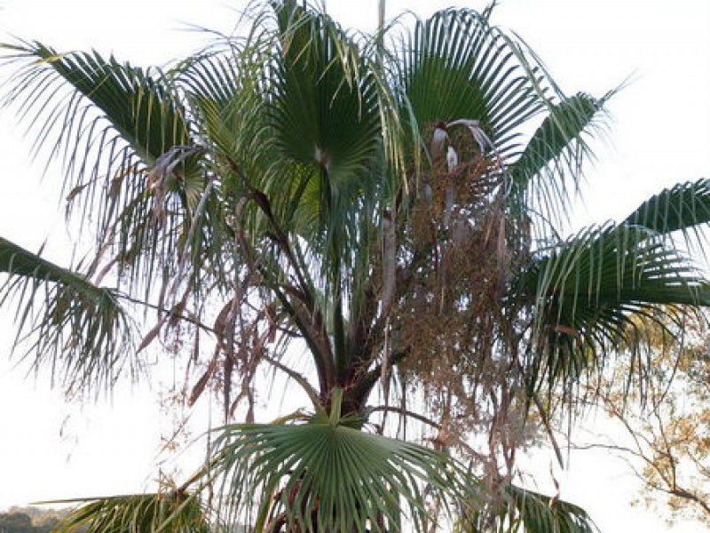 Вашингтония мощная