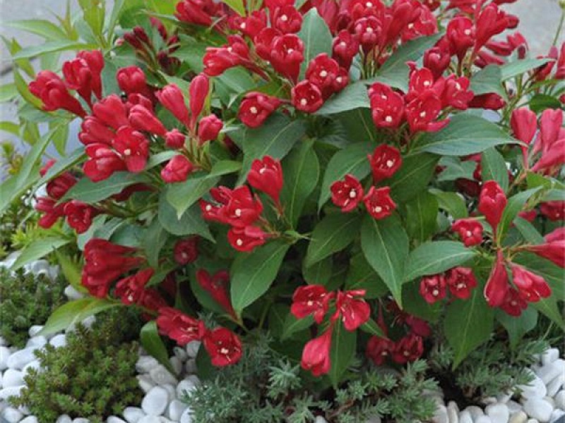 Вейгела Олл Саммер Рэд