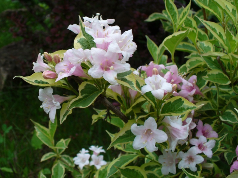 Вейгела цветущая