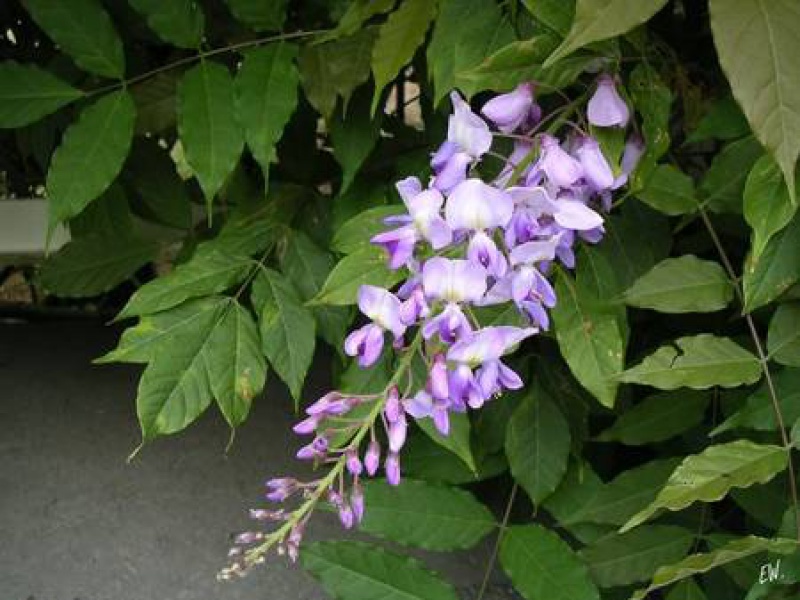 Глициния китайская