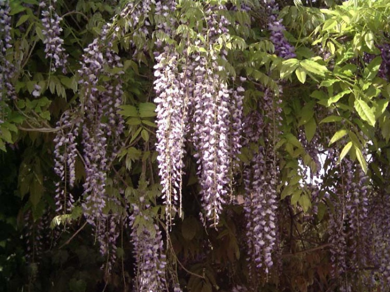 Глициния обильноцветущая