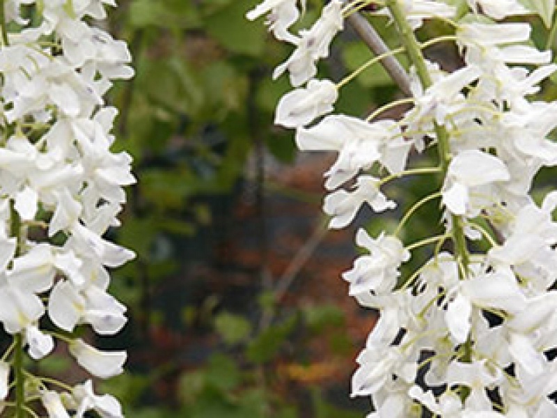 Chinese white wisteria