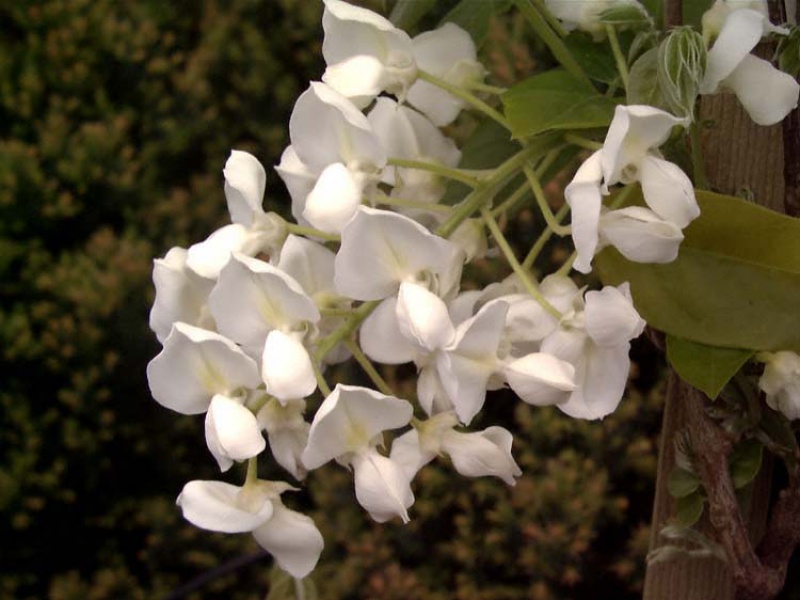 Глициния прекрасная