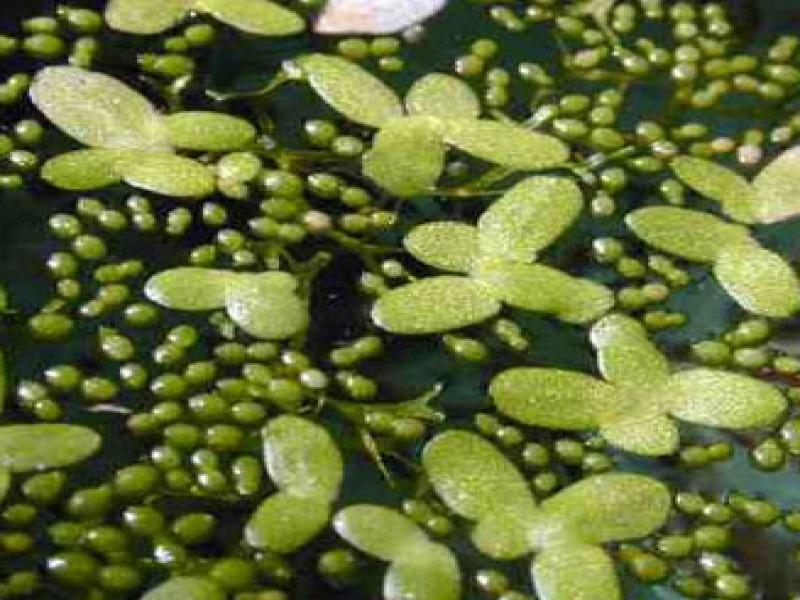 Вольфия бескорневая