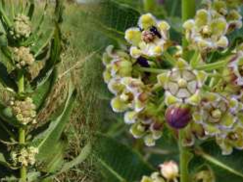 Узара волнистая