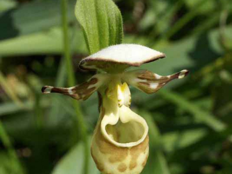 Башмачок Ятабе