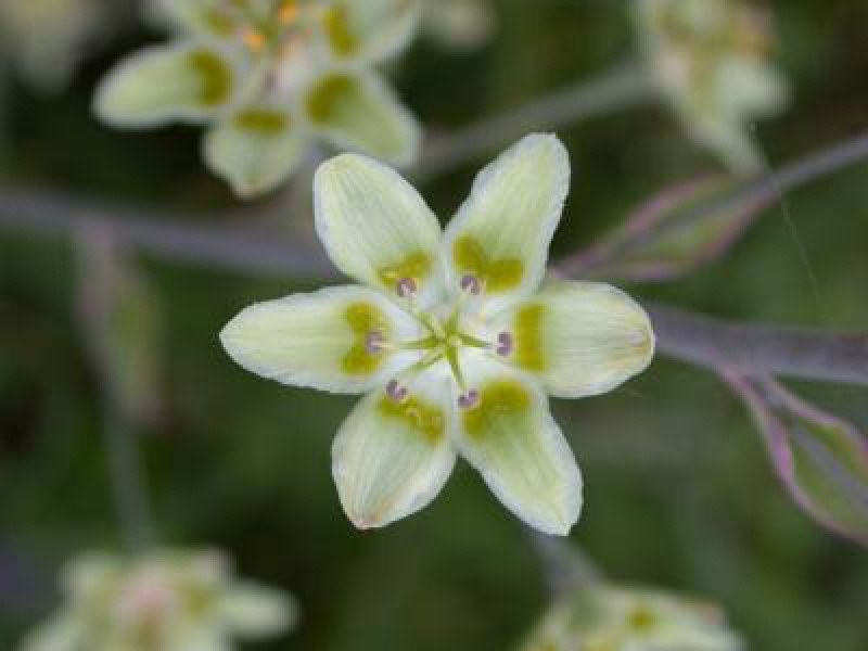 Зигаденус изящный