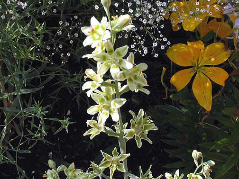 Зигаденус Нутталля