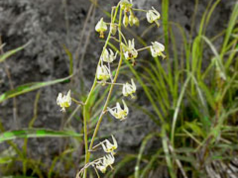 Зигаденус сибирский